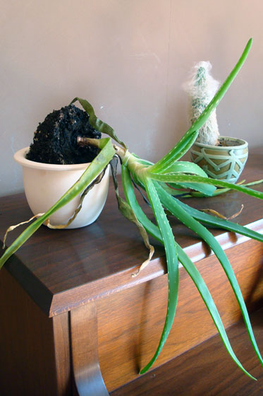 Aloe falling out of its pot