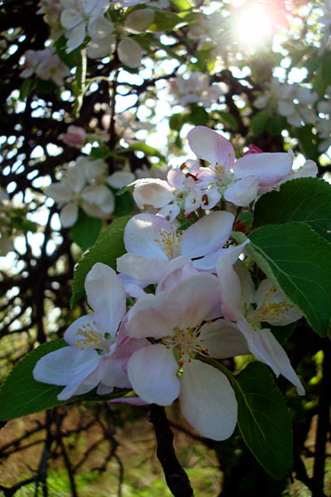 Apple blossoms