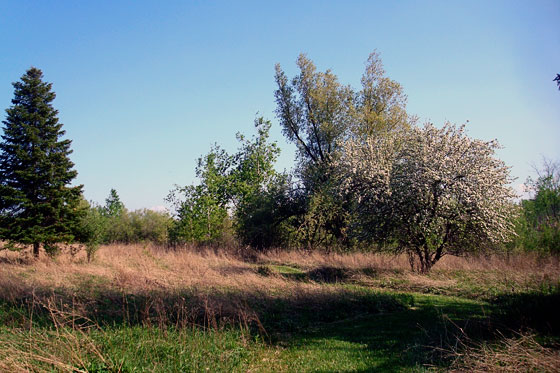 Apple tree in blossom