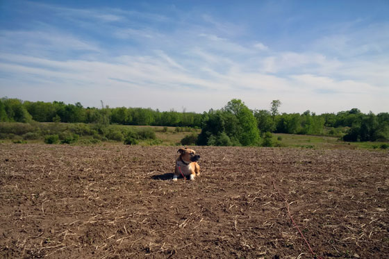 Baxter lying in the field