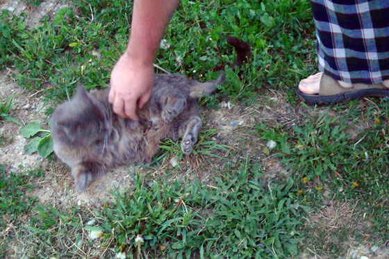 Ralph asking for belly scratches