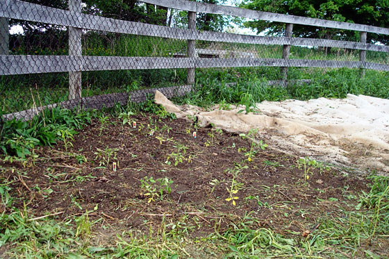 First plants in the garden
