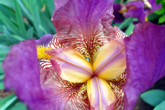 Iris from above