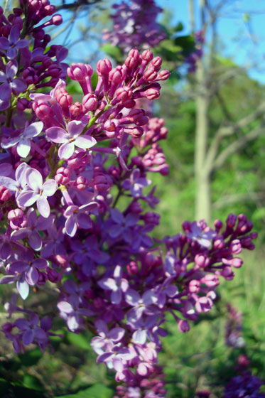 Purple lilac