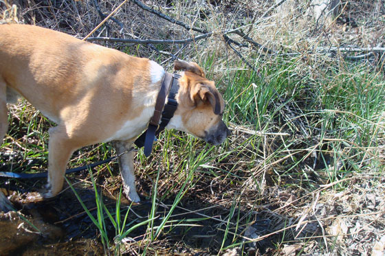 Baxter wading in the ditch
