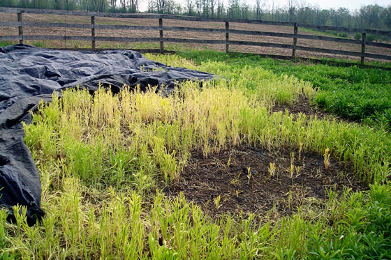 Weeds after being covered with a tarp
