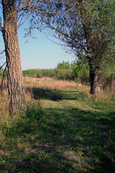 Baxter walking along the pond trail
