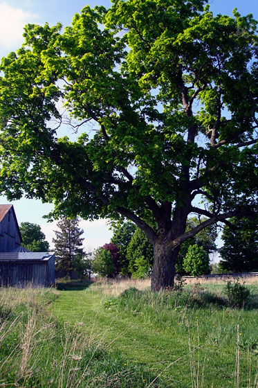 My favourite maple tree