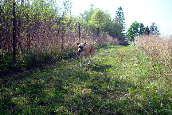 Baxter walking along the pond trail