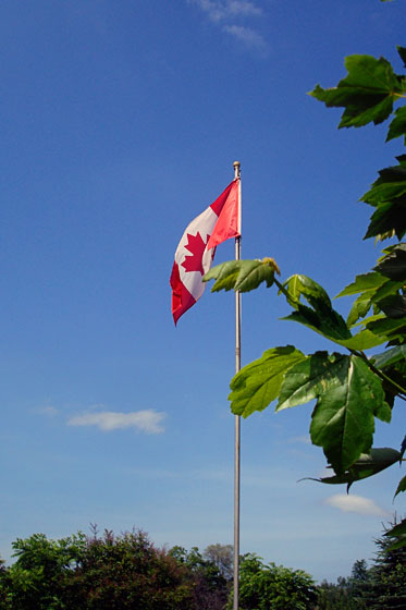 Canadian flag flying in front of a maple tree