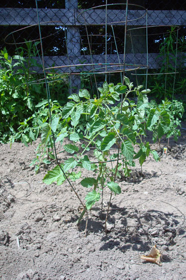 Tomato plants with wire cages