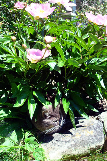 Grey cat and light pink peonies