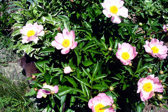 Grey cat and light pink peonies