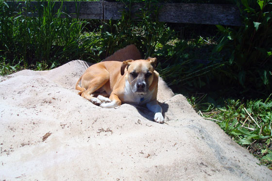 Baxter laying in the garden