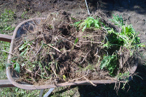 Wheelbarrow full of weed roots