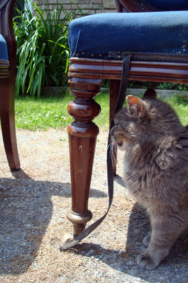 Ralph the cat inspecting the dining chairs