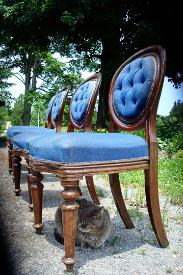 Ralph the cat inspecting the dining chairs