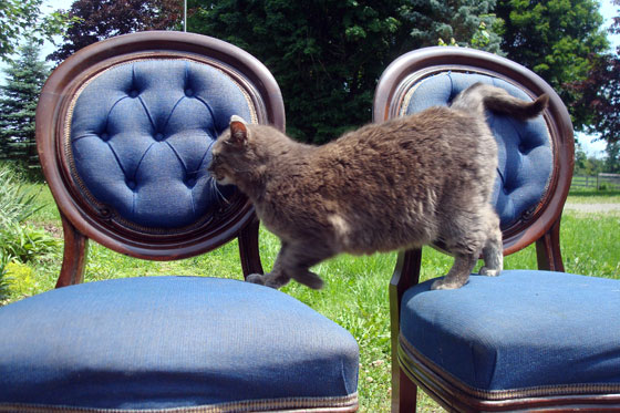 Ralph the cat on the dining chair