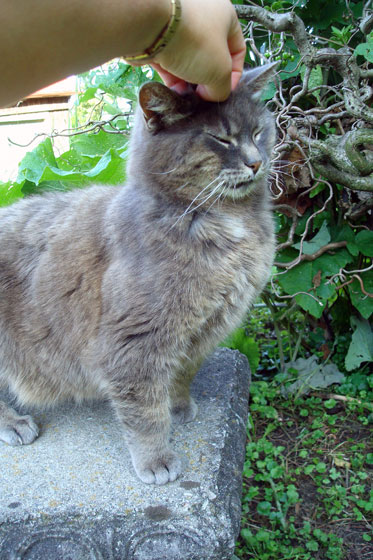 Ralph getting scratches