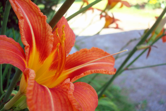 Orange day lilies