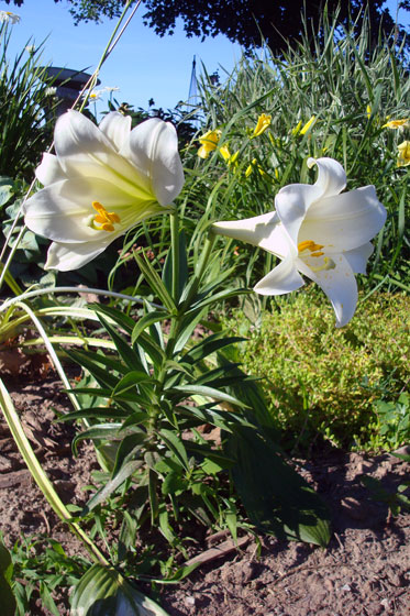 Easter lilies in the garden