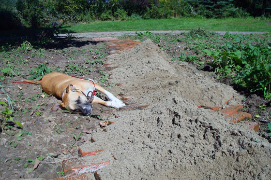 Baxter helping with the brick path