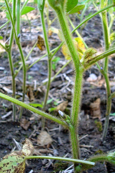 Soybean blossom