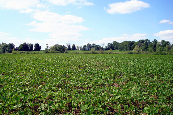 Soybean fields