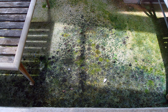 Moss growing inside the sunroom
