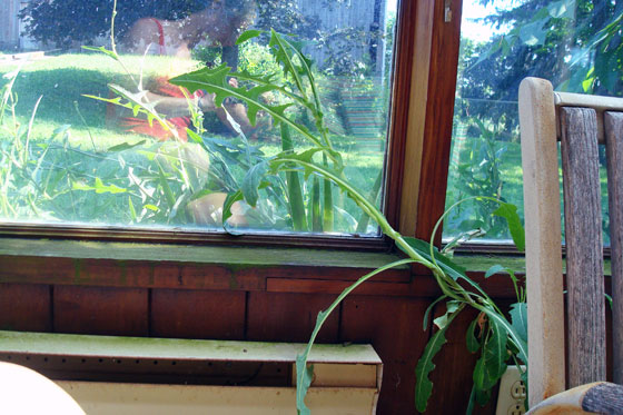 Weeds growing inside the sunroom