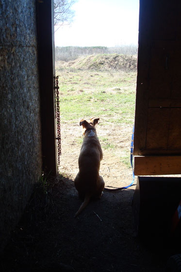Baxter sitting at the barn door looking over the farm