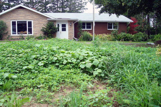 Weeds on the turnaround