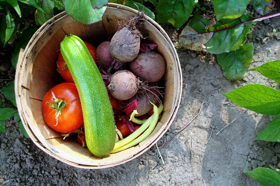 Basket of tomatoes, beets, zucchini and beans harvested from the garden