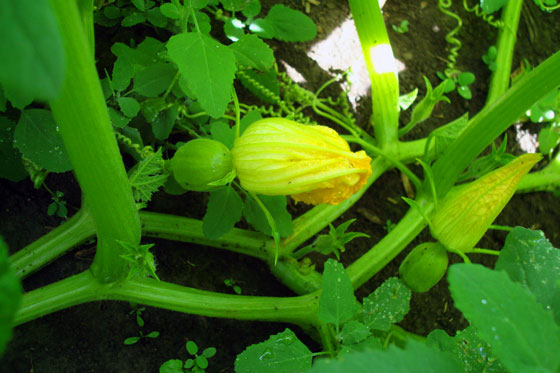 Baby squashes