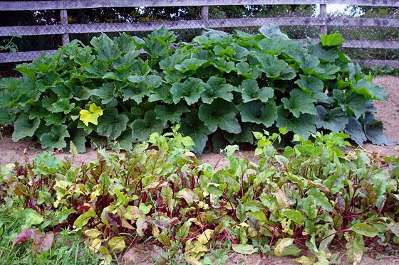 Beets and zucchini growing in the garden
