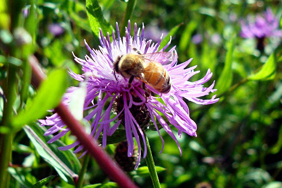 Bee in the wildflowers