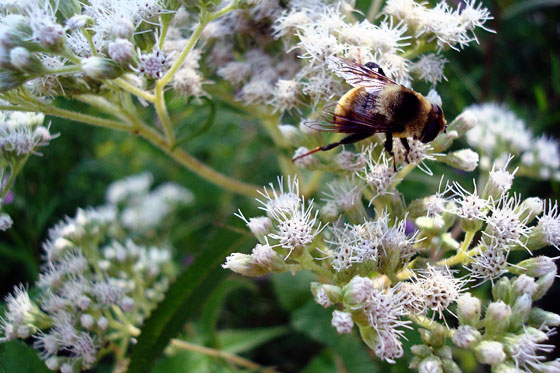 Bee in the wildflowers