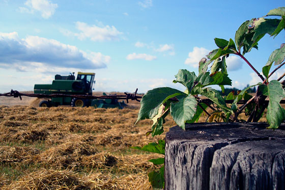 Combine cutting grain