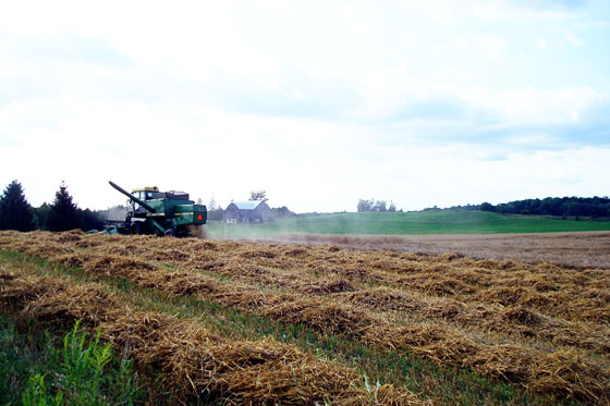Combine cutting grain