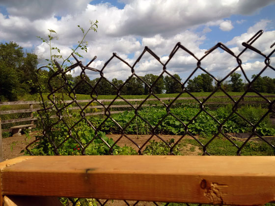 Chainlink fence over the top of the garden gate