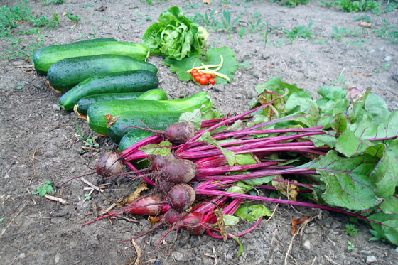 Vegetable garden harvest