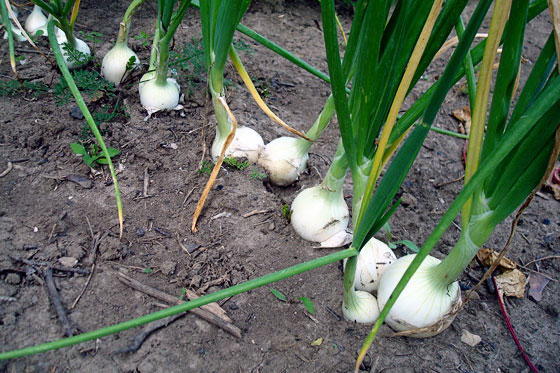 Onions growing in the garden