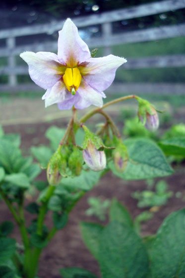 Potato blossoms