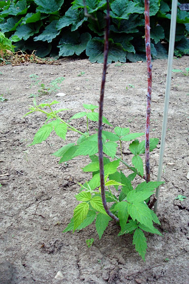 Black raspberry shoots