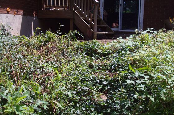 Stairs covered with ivy