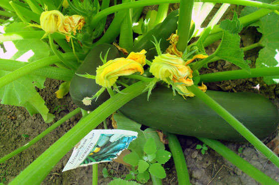 Zucchinis