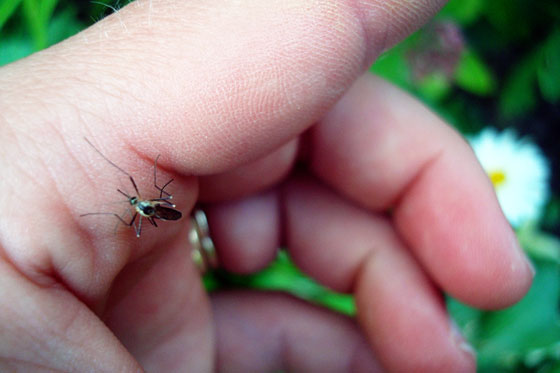 Mosquito biting my hand
