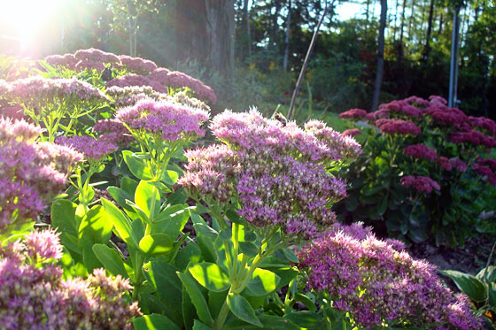 Sedum blooming in September