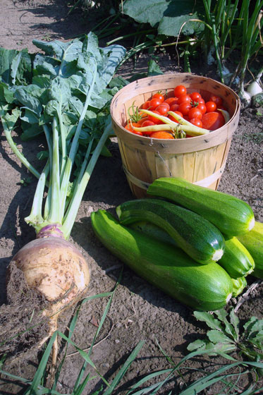 Basket of tomatoes, zucchini and our first rutabaga