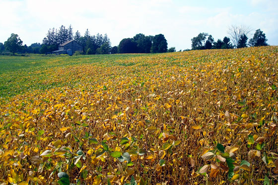Soybeans turning gold
